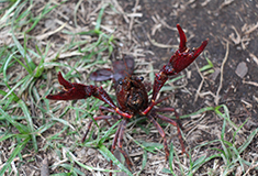 Louisiana swamp crayfish (Procambarus clarkii), a globally important invasive species. Picture taken beside Lake Naivasha, Kenya